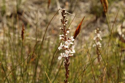 Stylidium diversifolium, photographed by Em Lamond
