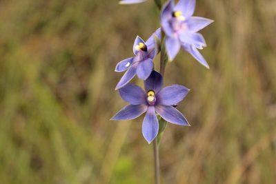Thelymitra macrophylla, photographed by Em Lamond