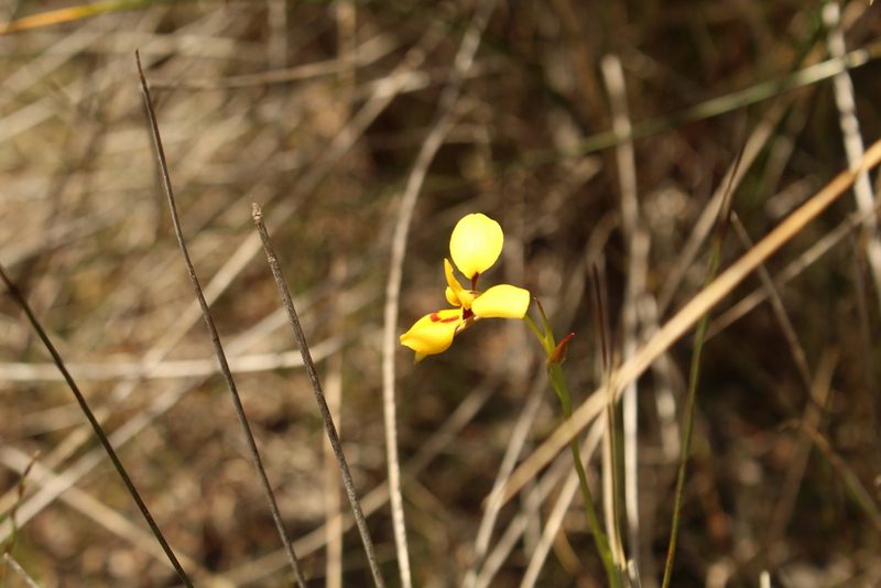 Diuris emarginata, photographed by Em Lamond