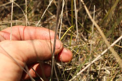 Diuris emarginata, photographed by Em Lamond