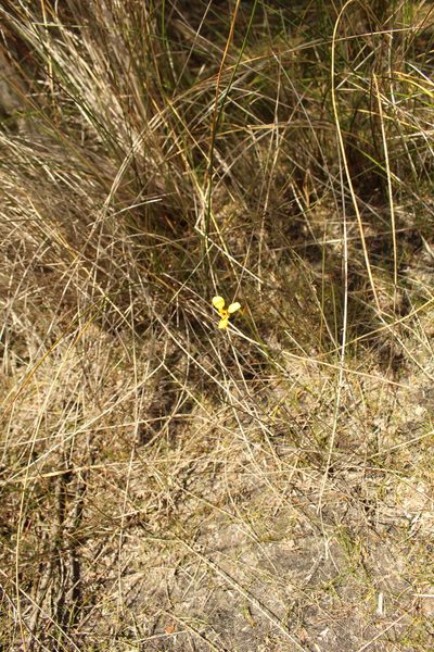 Diuris emarginata, photographed by Em Lamond