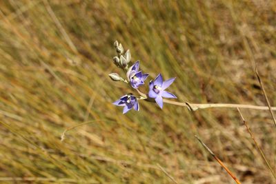Thelymitra macrophylla, photographed by Em Lamond