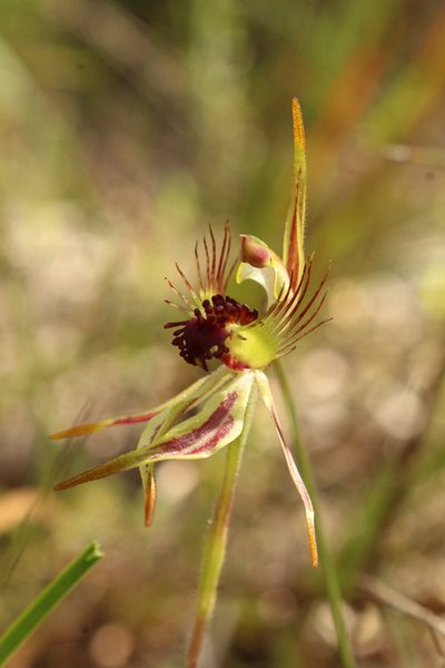 Caladenia corynephora, photographed by Em Lamond