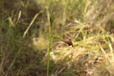 Cryptostylis ovata, photographed by Em Lamond