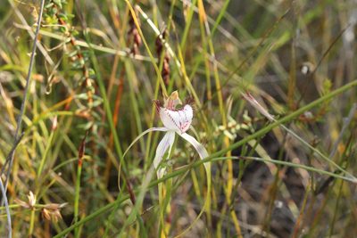 Caladenia serotina, photographed by Em Lamond