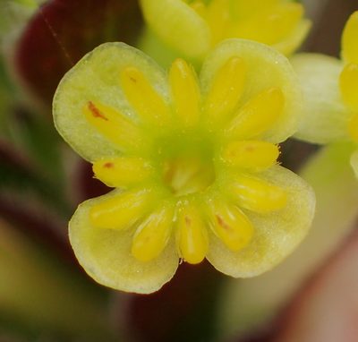 Struthiola argentea, photographed by Nicola van Berkel