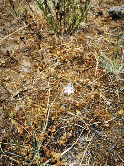 Conanthera campanulata, photographed by Aira Francisca Faúndez Fallau
