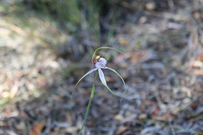 Caladenia serotina, photographed by Em Lamond