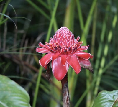 Etlingera elatior, photographed by Aitor