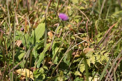 Cirsium oligophyllum, photographed by WATANABE Hitoshi 渡辺仁