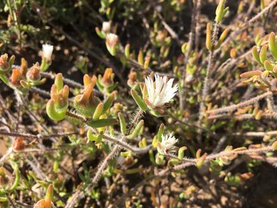 Drosanthemum calycinum, photographed by Caroline Voget