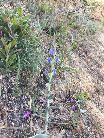 Lobostemon argenteus, photographed by Caroline Voget