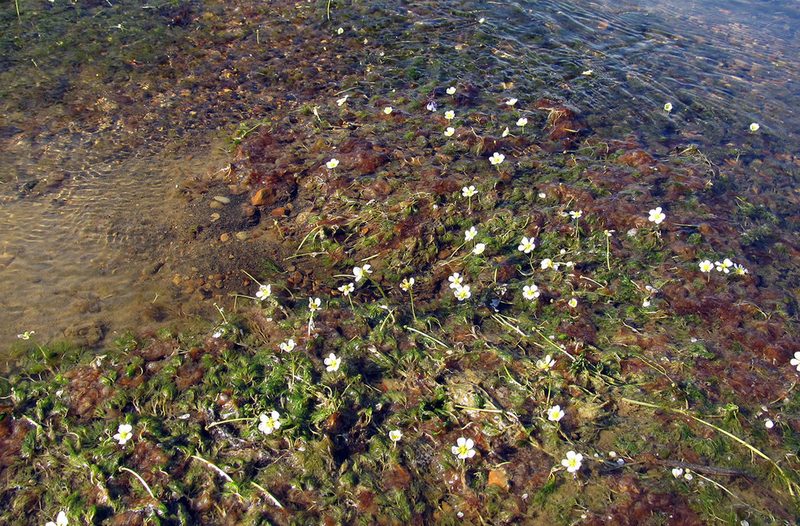 Ranunculus ashibetsuensis, photographed by Yury O. Kopylov-Guskov