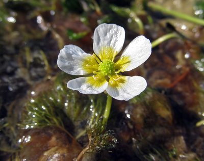 Ranunculus ashibetsuensis, photographed by Yury O. Kopylov-Guskov