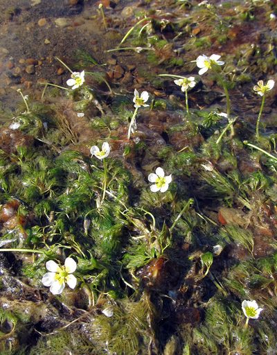 Ranunculus ashibetsuensis, photographed by Yury O. Kopylov-Guskov
