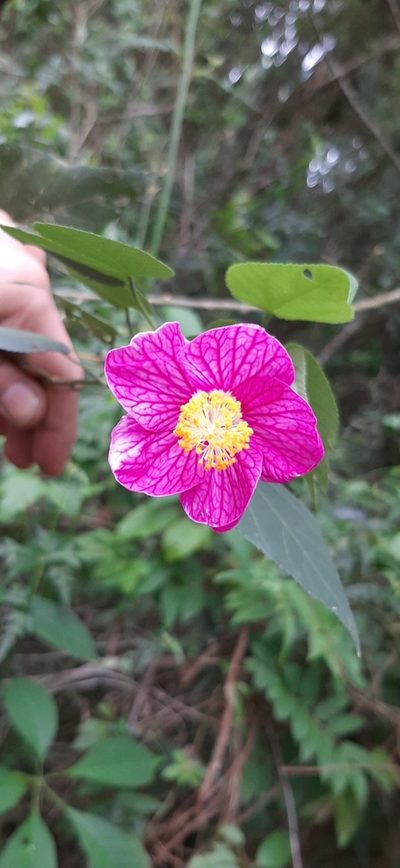 Callianthe bedfordiana, photographed by Yoannis Domínguez