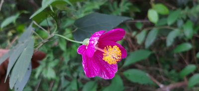 Callianthe bedfordiana, photographed by Yoannis Domínguez