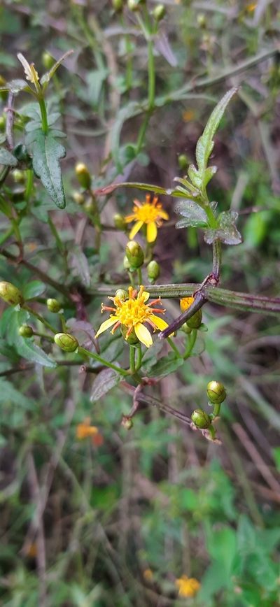 Calea pinnatifida, photographed by Yoannis Domínguez