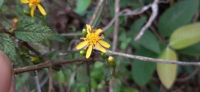 Calea pinnatifida, photographed by Yoannis Domínguez