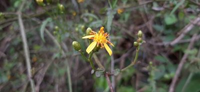 Calea pinnatifida, photographed by Yoannis Domínguez