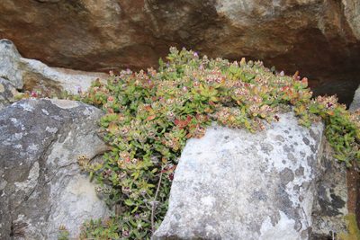 Drosanthemum pallens, photographed by Tony Rebelo