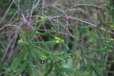 Euryops virgineus, photographed by Tony Rebelo