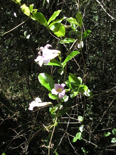 Bignonia callistegioides, photographed by Anabela Plos