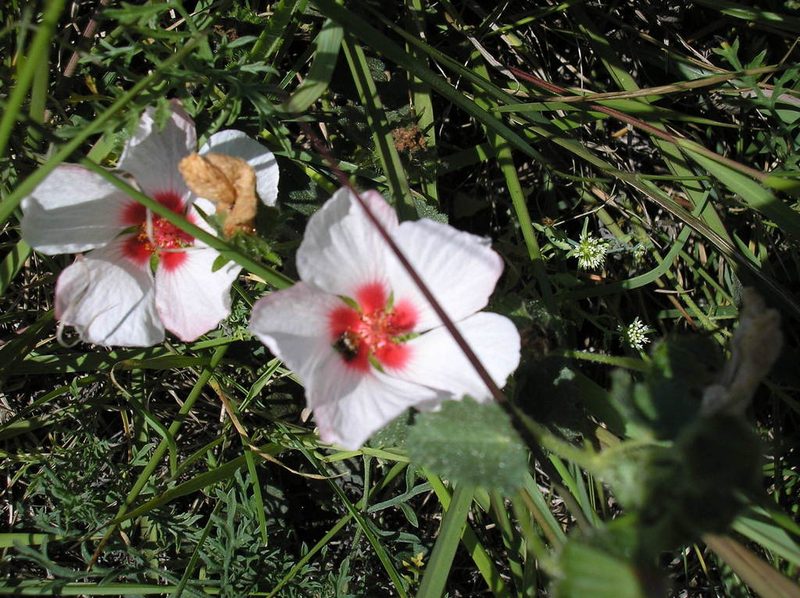 Pavonia glechomoides, photographed by Anabela Plos
