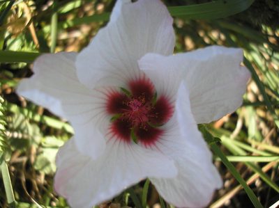 Pavonia glechomoides, photographed by Anabela Plos
