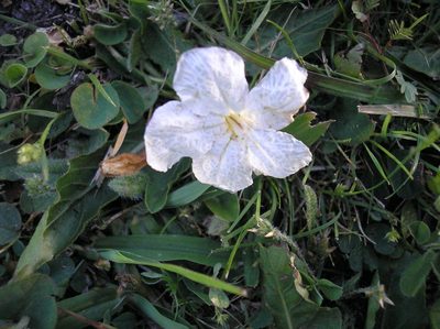 Ruellia morongii, photographed by Anabela Plos