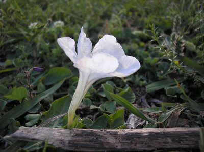 Ruellia morongii, photographed by Anabela Plos