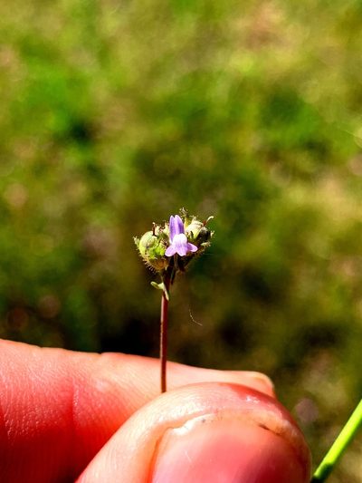Linaria arvensis, photographed by Lukas Clews