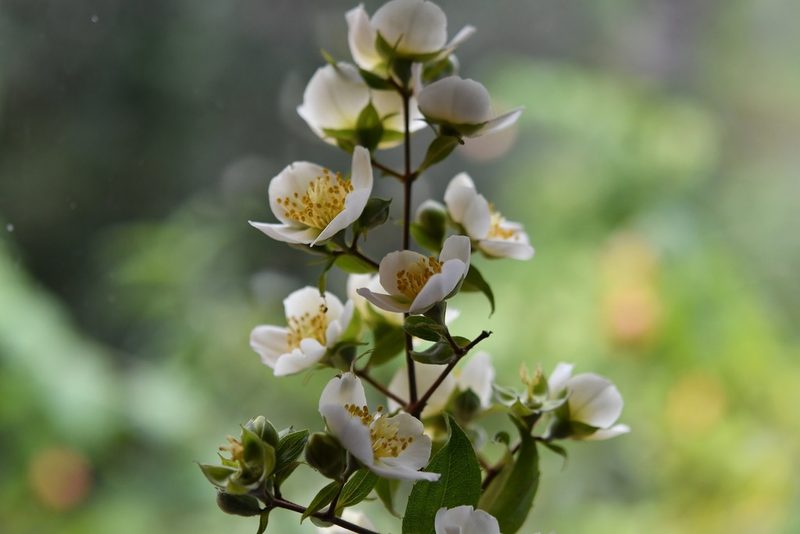 Philadelphus mexicanus, photographed by Neptalí Ramírez Marcial