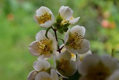 Philadelphus mexicanus, photographed by Neptalí Ramírez Marcial
