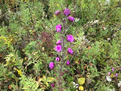 Liatris scariosa, photographed by jerr17
