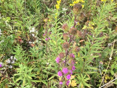 Liatris scariosa, photographed by jerr17