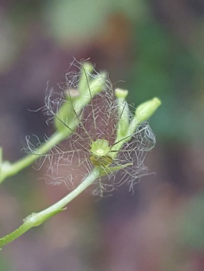Valeriana scandens, photographed by Alex Abair