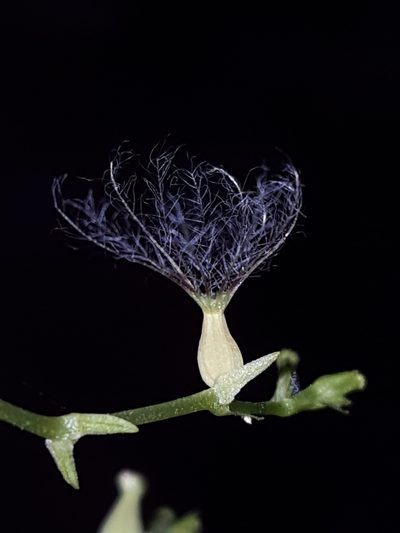 Valeriana scandens, photographed by Alex Abair