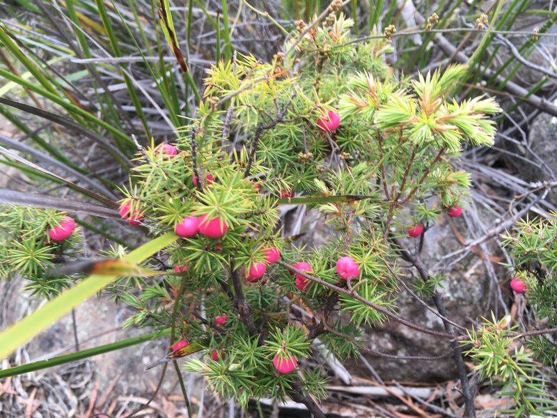 Leptecophylla divaricata, photographed by Miguel de Salas
