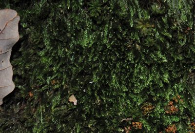 Pseudotaxiphyllum elegans, photographed by Zihao Wang