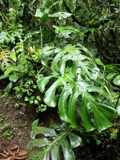 Monstera tacanaensis, photographed by Eric Knight