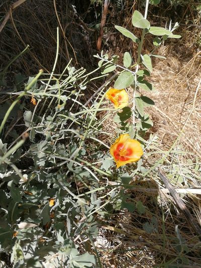 Glaucium leiocarpum, photographed by bemma