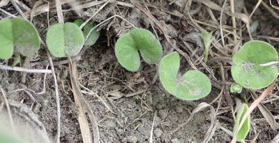 Dichondra brevifolia, photographed by John Steel