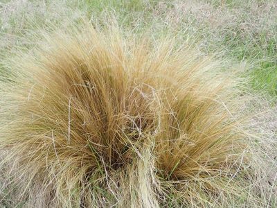 Festuca novae-zelandiae, photographed by John Steel