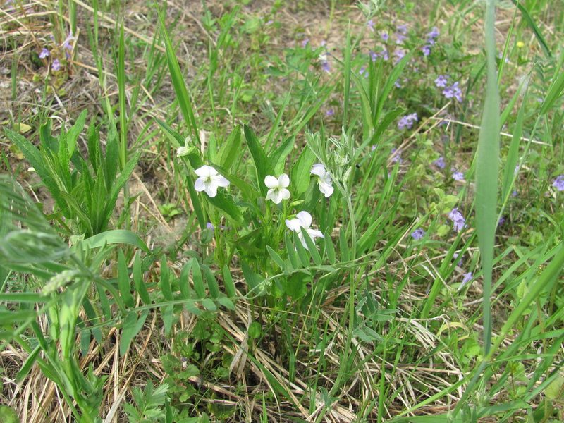 Viola pumila, photographed by Tatiana Strus