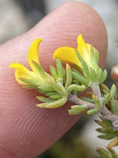 Aspalathus juniperina, photographed by Dave U