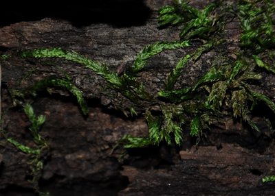 Entodon cladorrhizans, photographed by Zihao Wang