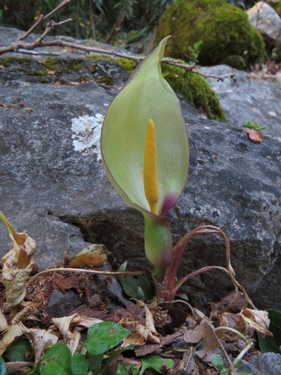 Arum concinnatum, photographed by Yves Bas