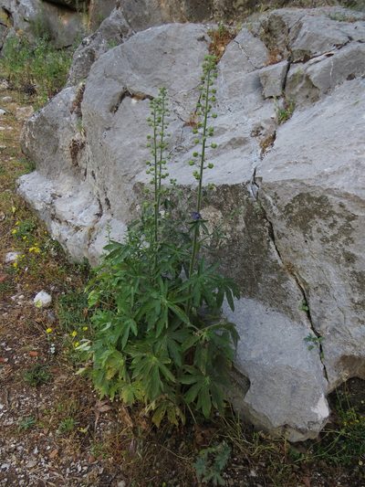 Delphinium staphisagria, photographed by Yves Bas