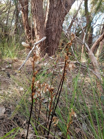 Gastrodia lacista, photographed by Em Lamond